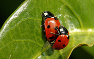 Mating Ladybugs (Coccinella septempunctata)